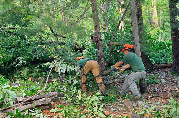 The Steps Involved in Our Tree Care Process in Jasper, AL